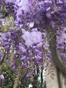 glycine à floraison spectaculaire déclinée en mauve
