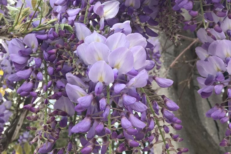 glycine à floraison spectaculaire déclinée en mauve