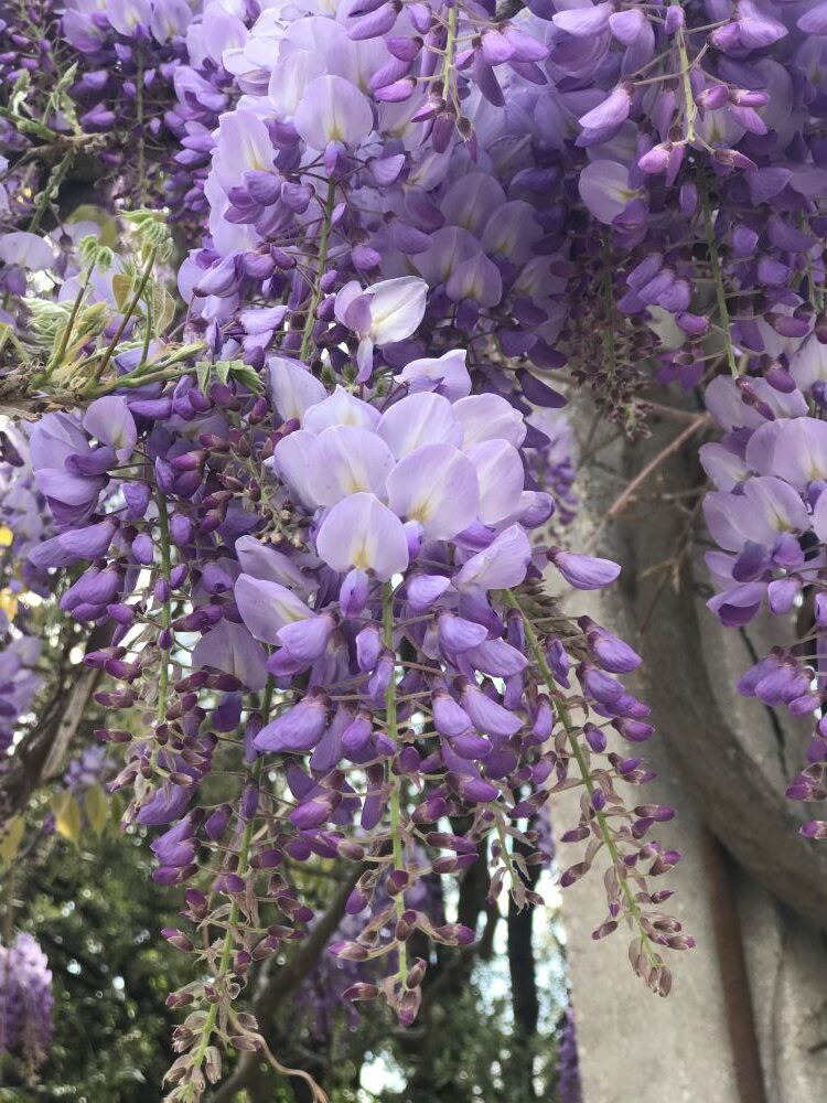 glycine à floraison spectaculaire déclinée en mauve