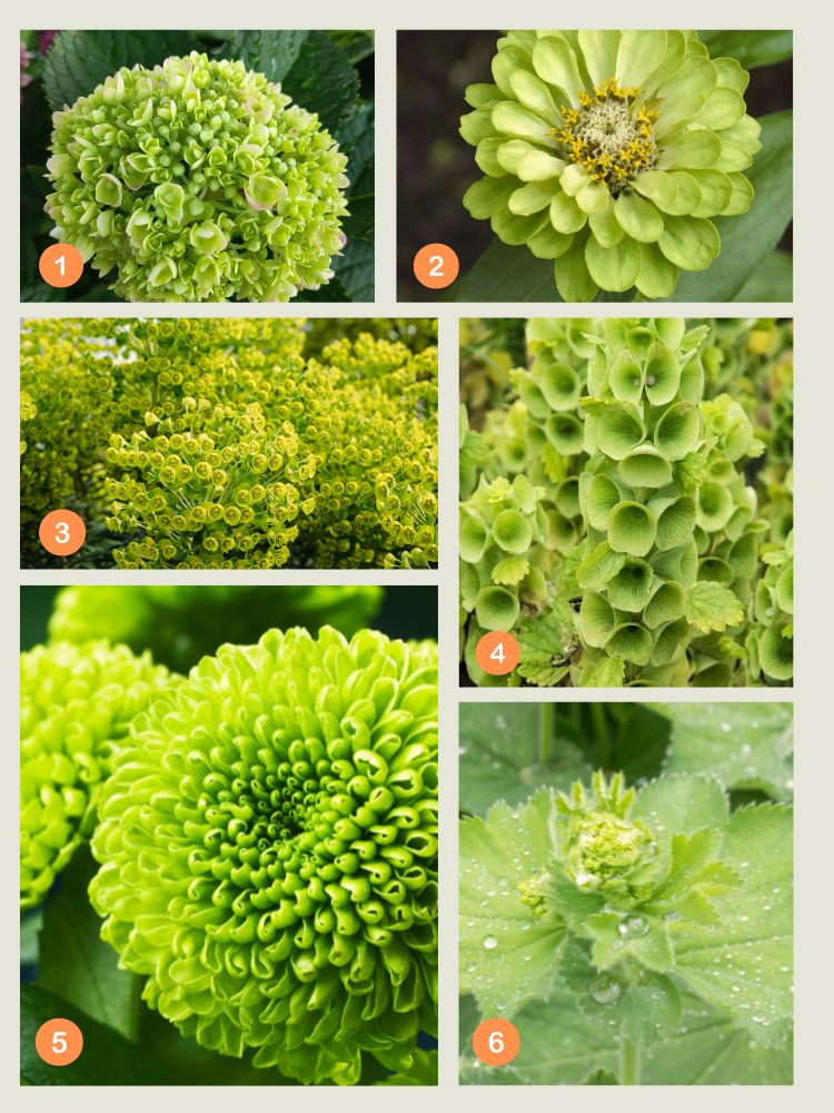 les fleurs vertes idéales pour le jardin