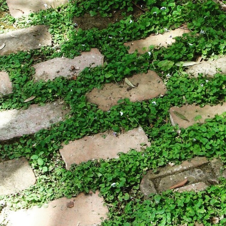 les plantes couvre sol forment un tapis végétal guidant le passage à travers le jardin