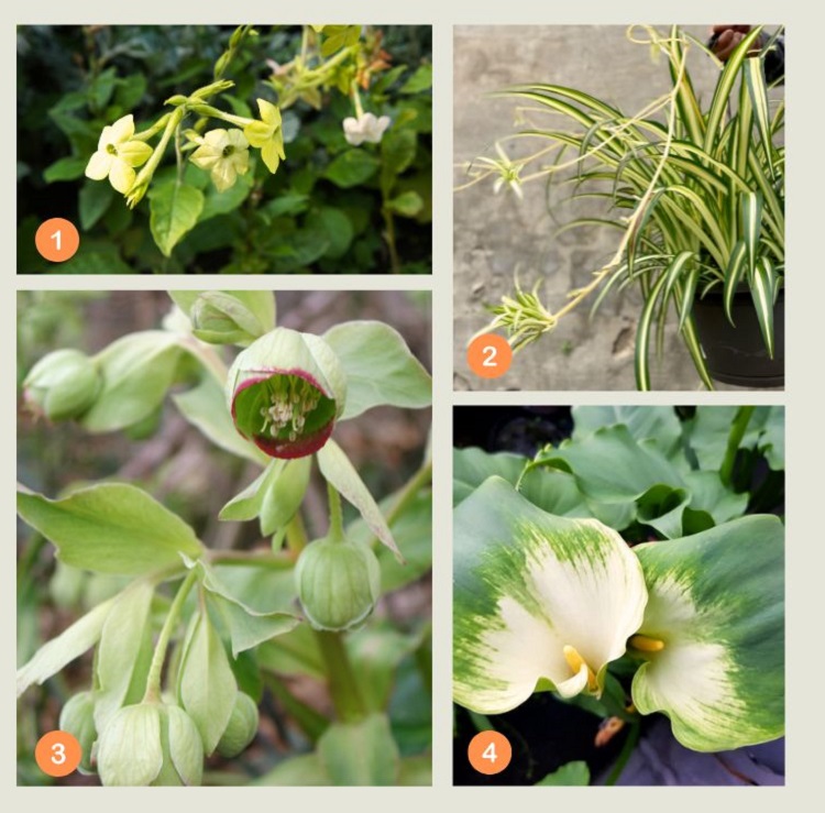 les plus belles fleurs vertes à cultiver en pot
