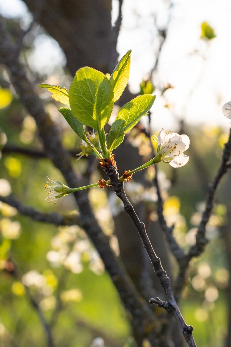 quel arbre planter en montagne selon la région