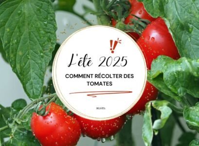 récolter des tomates en 2025 entre prudence et passion