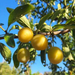 arbre à fruit mirabellier, climat montagnard