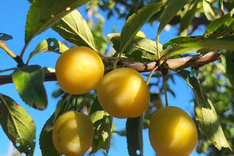 arbre à fruit mirabellier, climat montagnard
