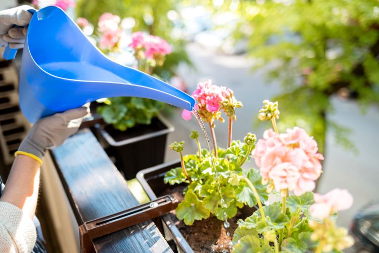 arroser les plantes de balcon en été