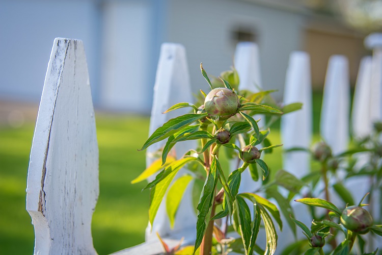 attacher les pivoines à une cloture