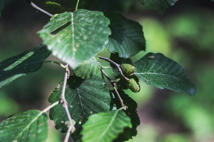 aulne blanc, arbre pour climat montagne