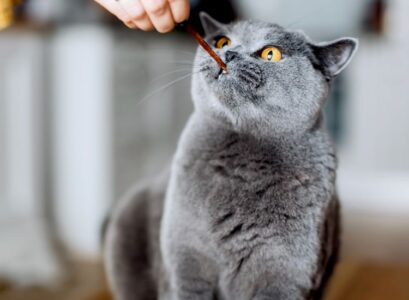 bâtonnets moelleux en tant que friandise maison pour chats