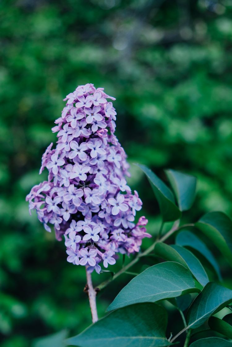 buddleia, arbre aux papillons à floraison violette
