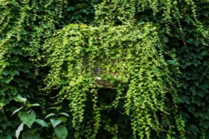 cacher un climatiseur extérieur avec des plantes