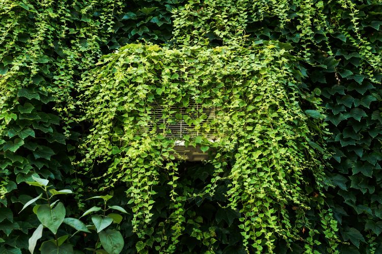 cacher un climatiseur extérieur avec des plantes