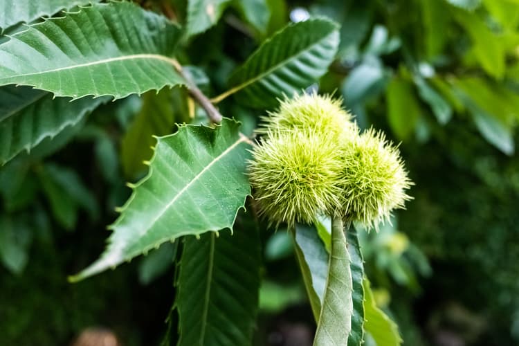 châtaignier, arbre à planter climat montagne