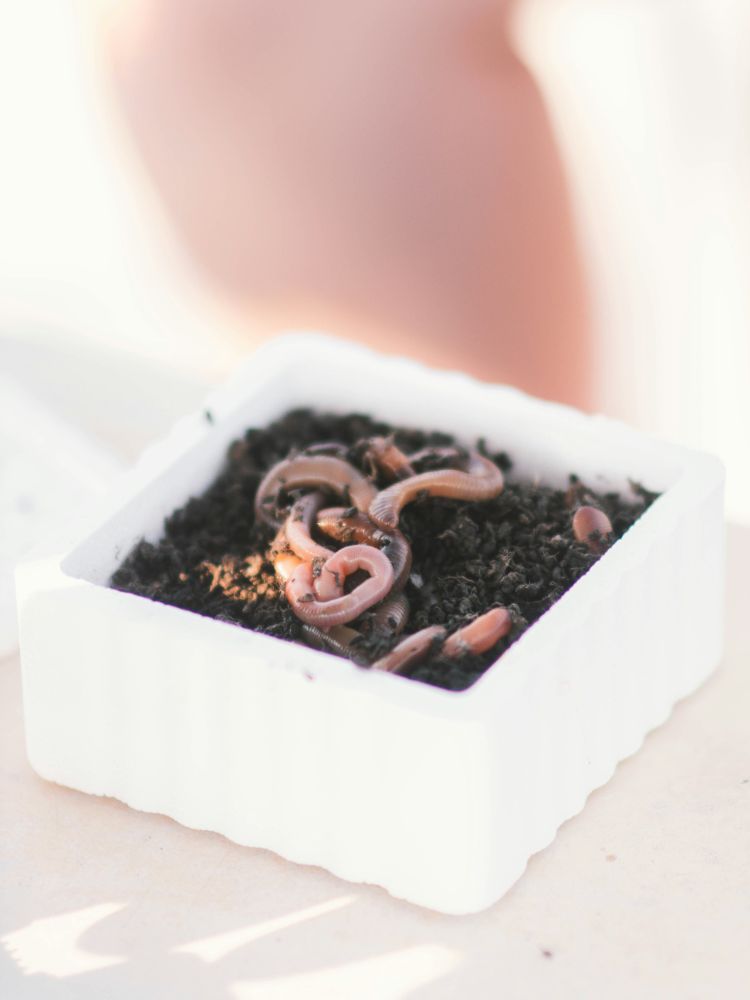 comment prévenir la surpopulation de vers dans les pots de fleurs