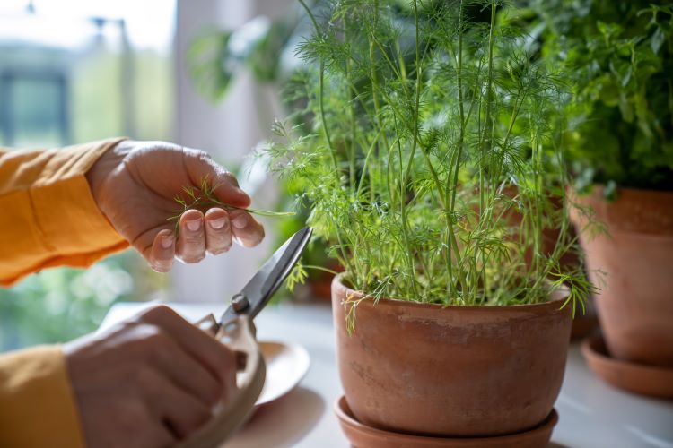 comment récolter l'aneth en pot