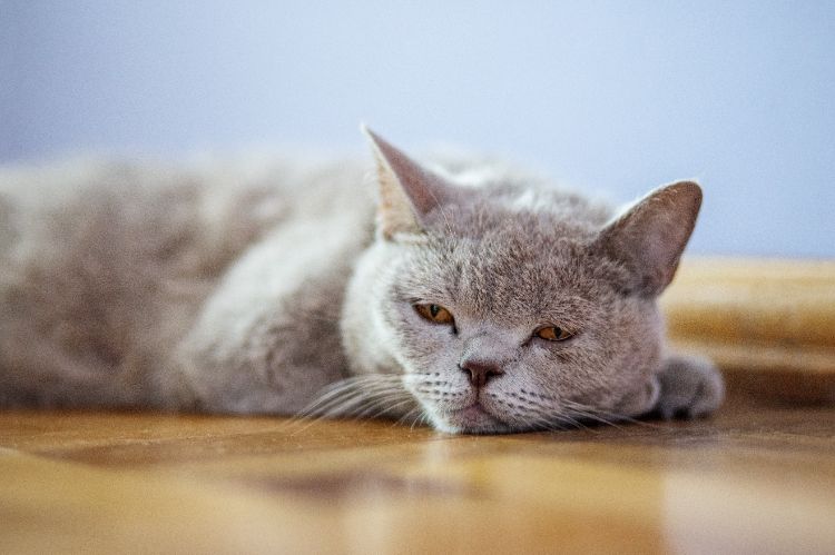 comment reconnaître les signaux d'alarme révélant une dépression du chat
