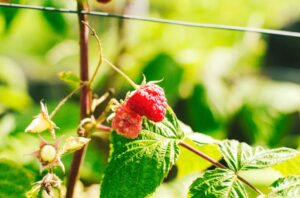 comment tuteurer les framboisiers