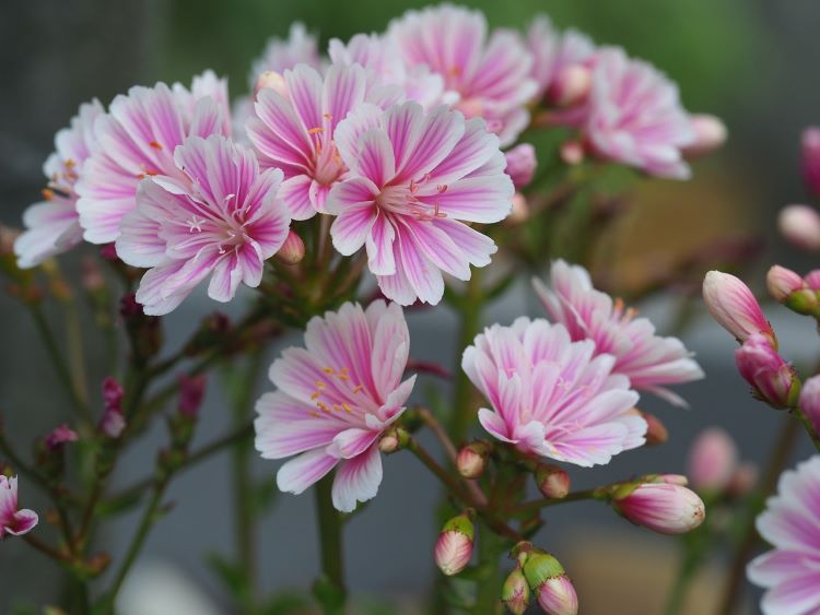 conseils d'entretien du lewisia, plante grasse fleurie