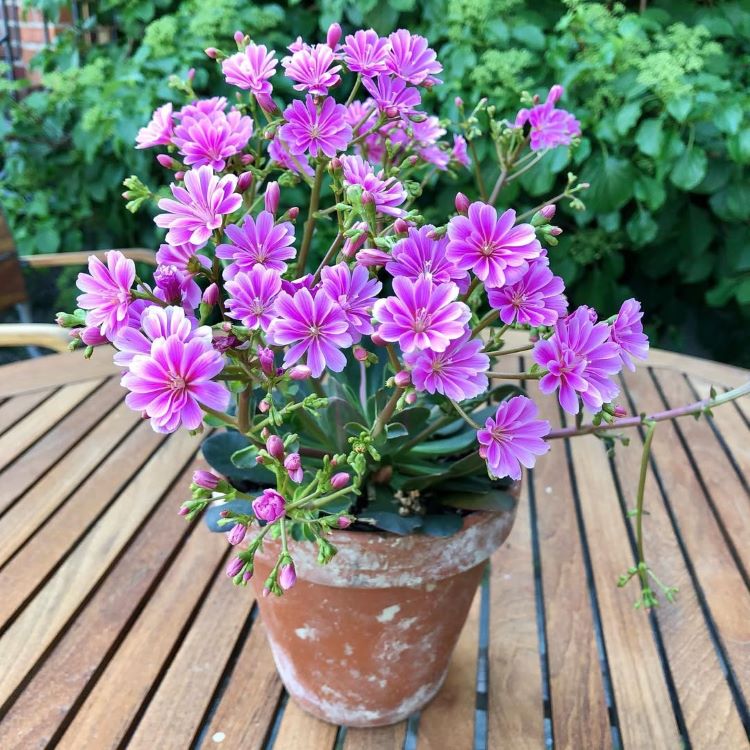 cultiver le lewisia dans un pot sur le balcon
