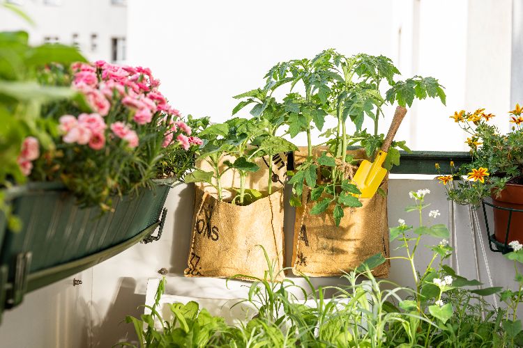 cutiver des tomates et légumes en sacs sur le balcon