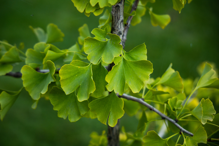 ginkgo biloba à planter au jardin montagnard