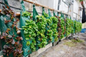 la culture de salades en sacs est une excellente idée gain de place pour votre potager vertical sur le balcon