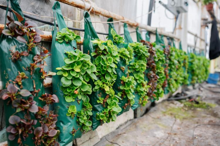 la culture de salades en sacs est une excellente idée gain de place pour votre potager vertical sur le balcon