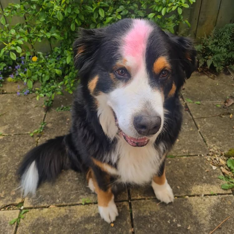 le colorant à la betterave est une alternative naturelle pour donner une touche de couleur à votre animal de compagnie
