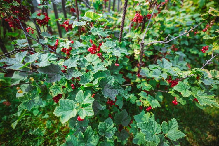 le groseillier est un arbuste fruitier compact idéal pour les petits espaces