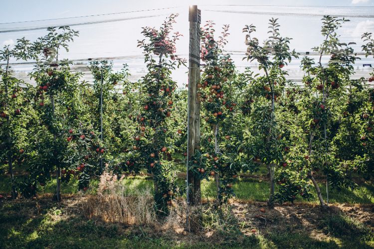 le pommier colonnaire malus domestica est parmi les bons exemples de plantes compactes pour haie fruitière