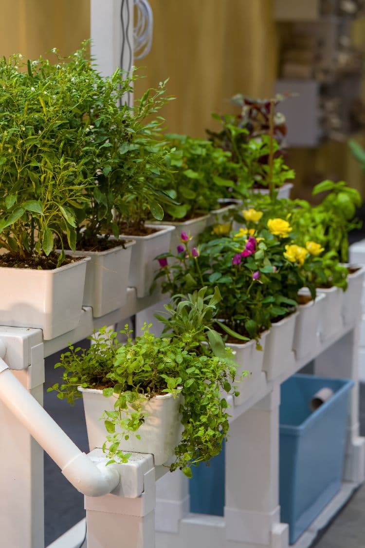 les systèmes de culture hydroponique sont une bonne solution pour créer un potager vertical sur le balcon