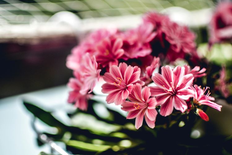lewisia cotyledon, plante grasse fleurie