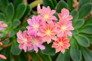 lewisia cotyledon, plante succulente à floraison spectaculaire