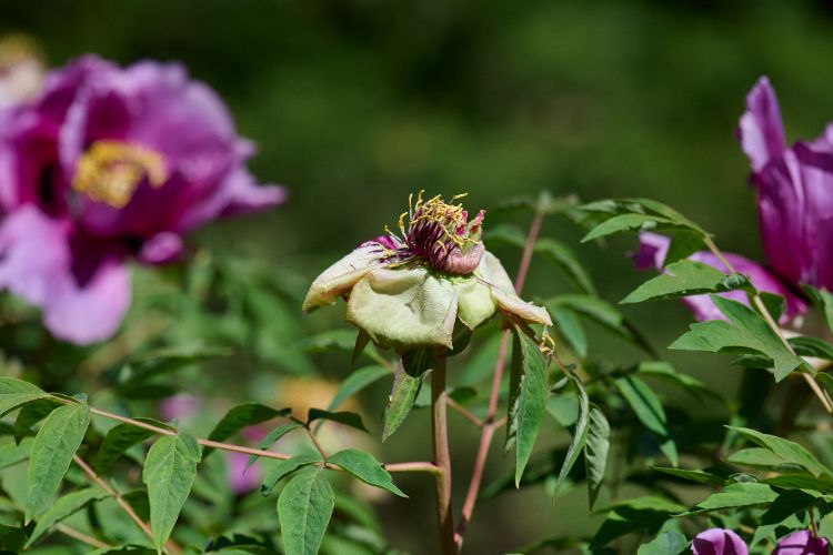 maladies des pivoines