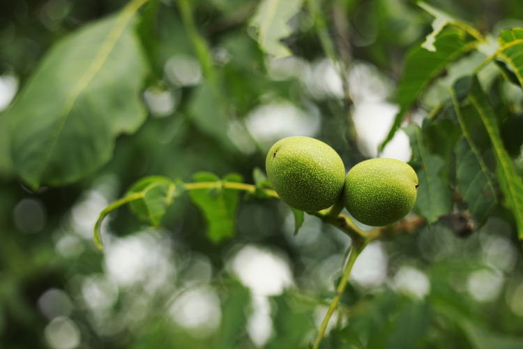 noyer, arbre à fruits