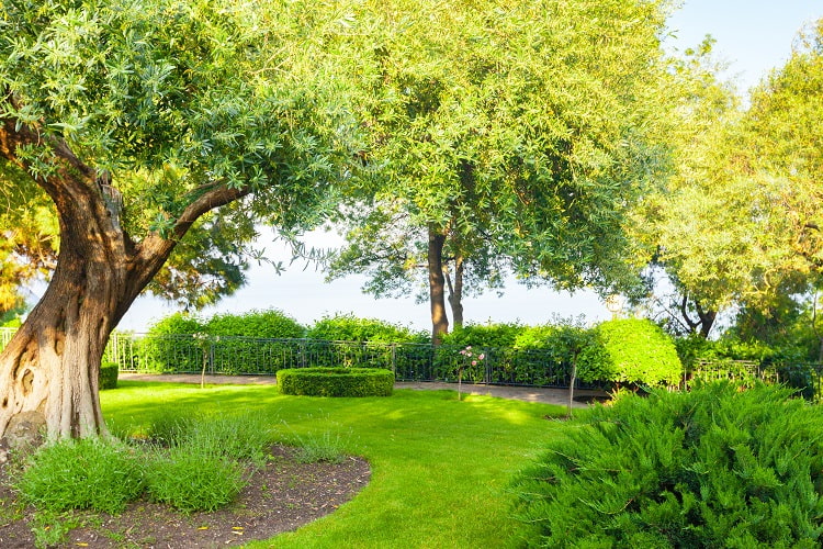 panorama du parc de la ville avec des arbres et de l'herbe verte