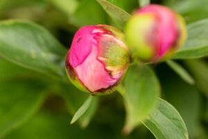 parasites des pivoines
