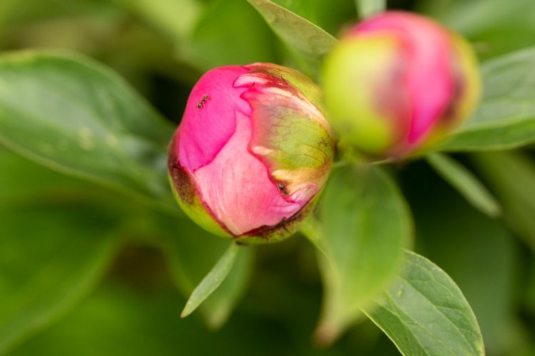 parasites des pivoines
