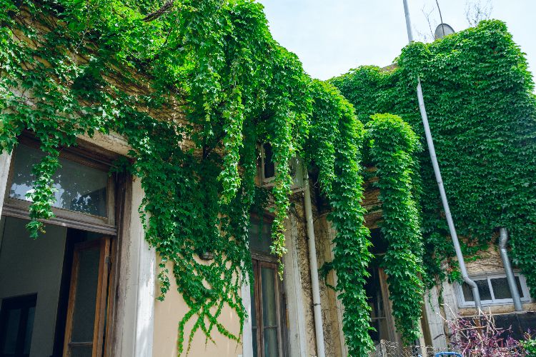 peut on dissimuler un climatiseur avec des plantes