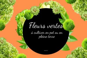 plantes à fleurs vertes à cultiver en pot ou en pleine terre