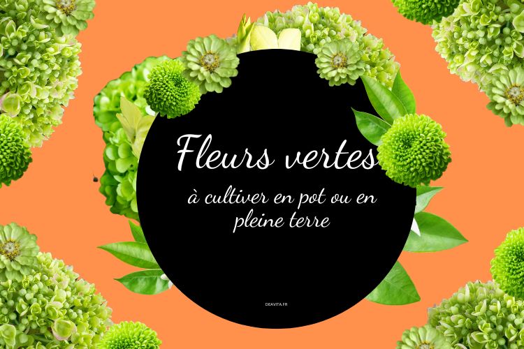 plantes à fleurs vertes à cultiver en pot ou en pleine terre