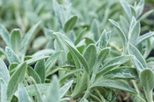 plantes compagnes de la sauge