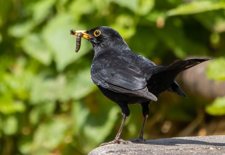 que mange le merle noir dans le jardin