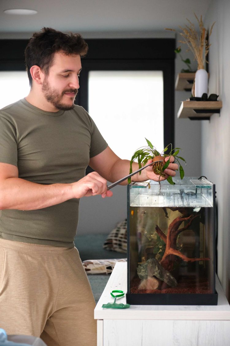 quelles plantes aquatiques pour purifier l'eau