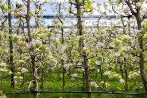 quelles sont les meilleures variétés de haies fruitières petit espace pour un le climat urbain en france