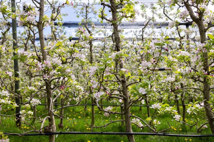 quelles sont les meilleures variétés de haies fruitières petit espace pour un le climat urbain en france