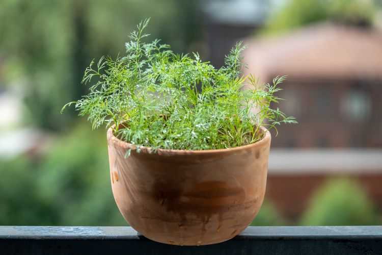 réussir l'entretien de l'aneth en pot sur le balcon