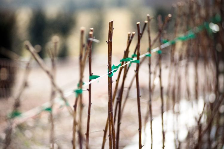 tuteurs pour les framboises 2025