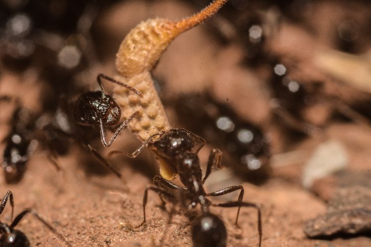 5 astuces pour éloigner les fourmis de la mangeoire pour oiseaux